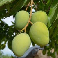 African Mango Fruit